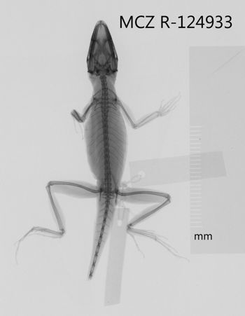 Media type: image;   Herpetology R-124933 Aspect: dorsoventral x-ray
